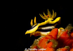 Intensely colorful Kuiter's Choromodoris or Chromodoris K... by Timothy Losper 